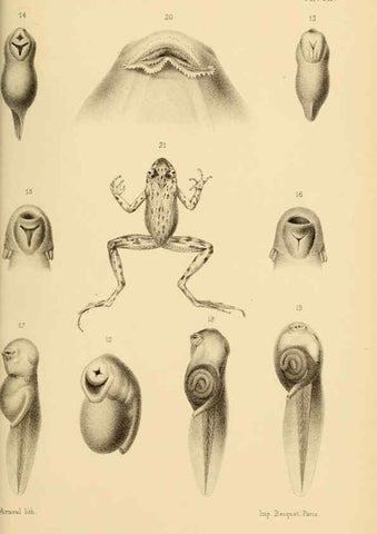 Reproducción/Reproduction 6198087612: Bulletin de la Société zoologique de France. t.4. Paris :Société zoologique de France