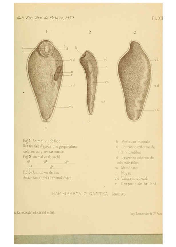 Reproducción/Reproduction 6198087772: Bulletin de la Société zoologique de France. t.4. Paris :Société zoologique de France