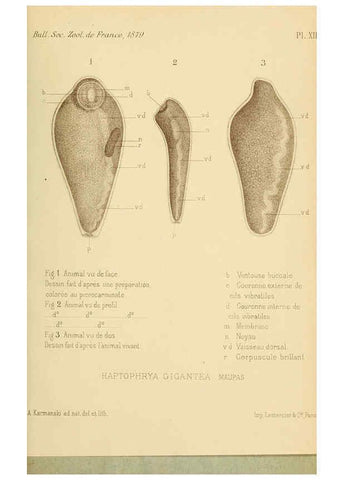Reproducción/Reproduction 6198087772: Bulletin de la Société zoologique de France. t.4. Paris :Société zoologique de France