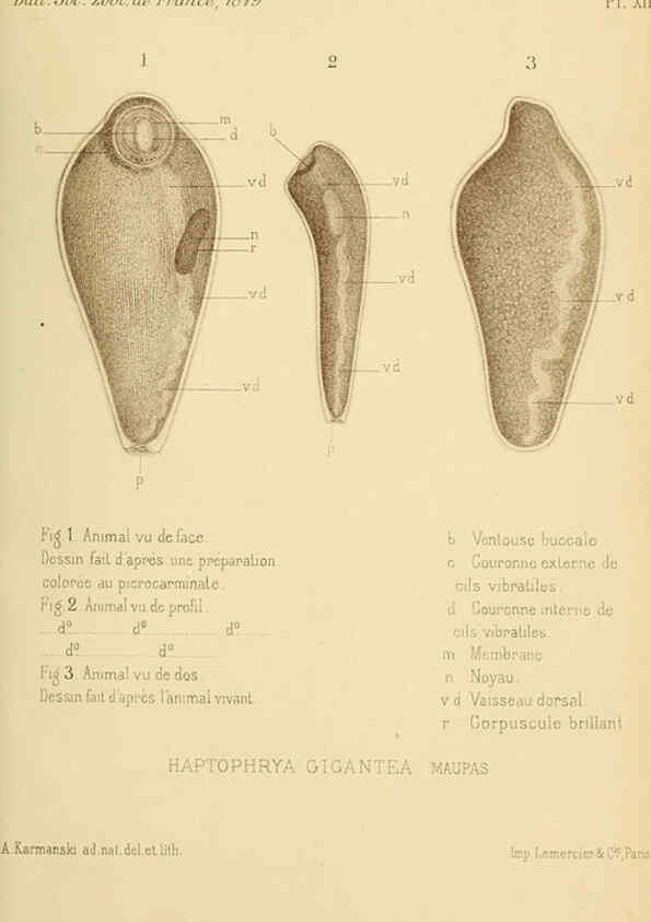 Reproducción/Reproduction 6198087772: Bulletin de la Société zoologique de France. t.4. Paris :Société zoologique de France