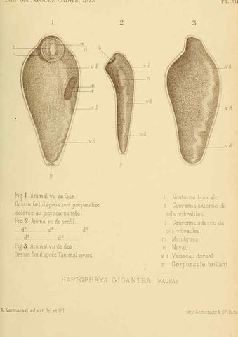Reproducción/Reproduction 6198087772: Bulletin de la Société zoologique de France. t.4. Paris :Société zoologique de France