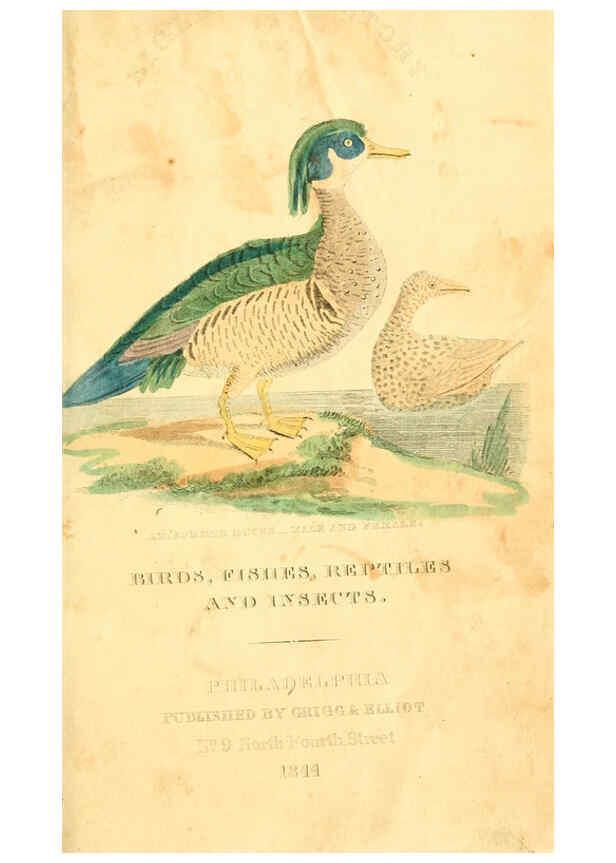 Reproducción/Reproduction 6198145354: A natural history of birds, fishes, reptiles, and insects Philadelphia :Grigg & Elliot,1845