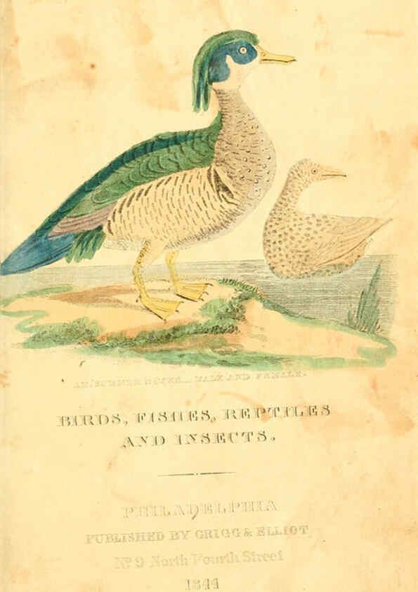 Reproducción/Reproduction 6198145354: A natural history of birds, fishes, reptiles, and insects Philadelphia :Grigg & Elliot,1845