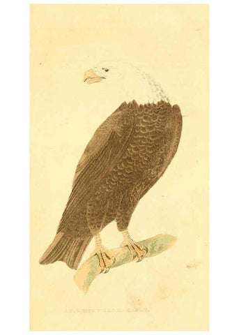 Reproducción/Reproduction 6197627345: A natural history of birds, fishes, reptiles, and insects Philadelphia :Grigg & Elliot,1845