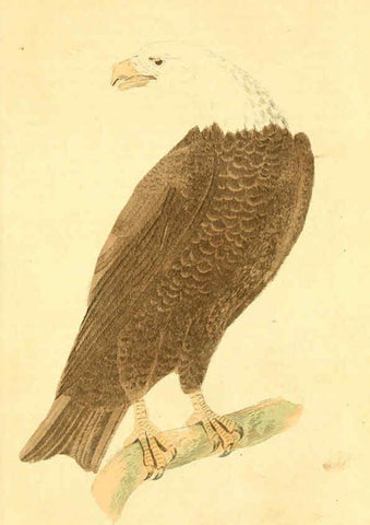 Reproducción/Reproduction 6197627345: A natural history of birds, fishes, reptiles, and insects Philadelphia :Grigg & Elliot,1845