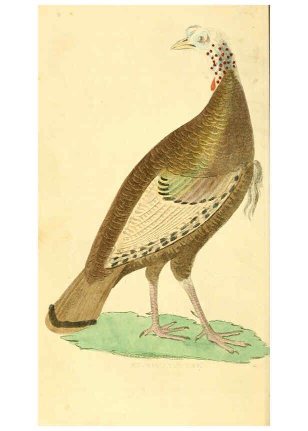Reproducción/Reproduction 6198145798: A natural history of birds, fishes, reptiles, and insects Philadelphia :Grigg & Elliot,1845