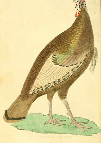 Reproducción/Reproduction 6198145798: A natural history of birds, fishes, reptiles, and insects Philadelphia :Grigg & Elliot,1845