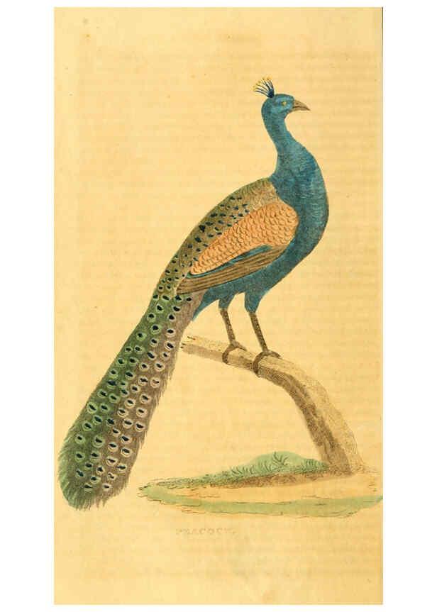 Reproducción/Reproduction 6197627847: A natural history of birds, fishes, reptiles, and insects Philadelphia :Grigg & Elliot,1845