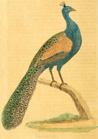 Reproducción/Reproduction 6197627847: A natural history of birds, fishes, reptiles, and insects Philadelphia :Grigg & Elliot,1845