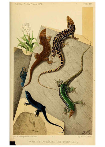 Reproducción/Reproduction 6198087164: Bulletin de la Société zoologique de France. t.4. Paris :Société zoologique de France