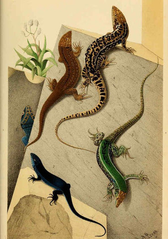 Reproducción/Reproduction 6198087164: Bulletin de la Société zoologique de France. t.4. Paris :Société zoologique de France