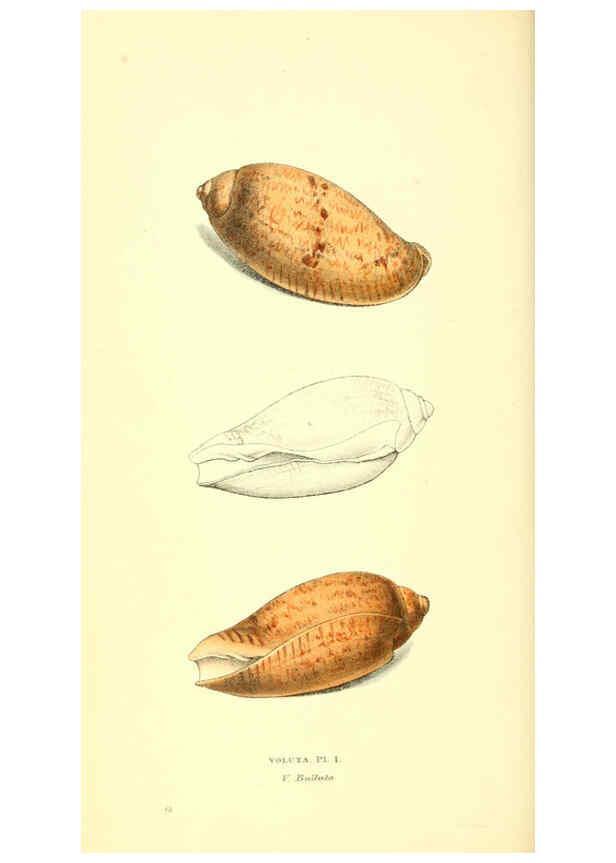 Reproducción/Reproduction 6198174788: Zoological illustrations v.1. London :Baldwin & Cradock,1829-1833