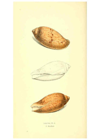 Reproducción/Reproduction 6198174788: Zoological illustrations v.1. London :Baldwin & Cradock,1829-1833