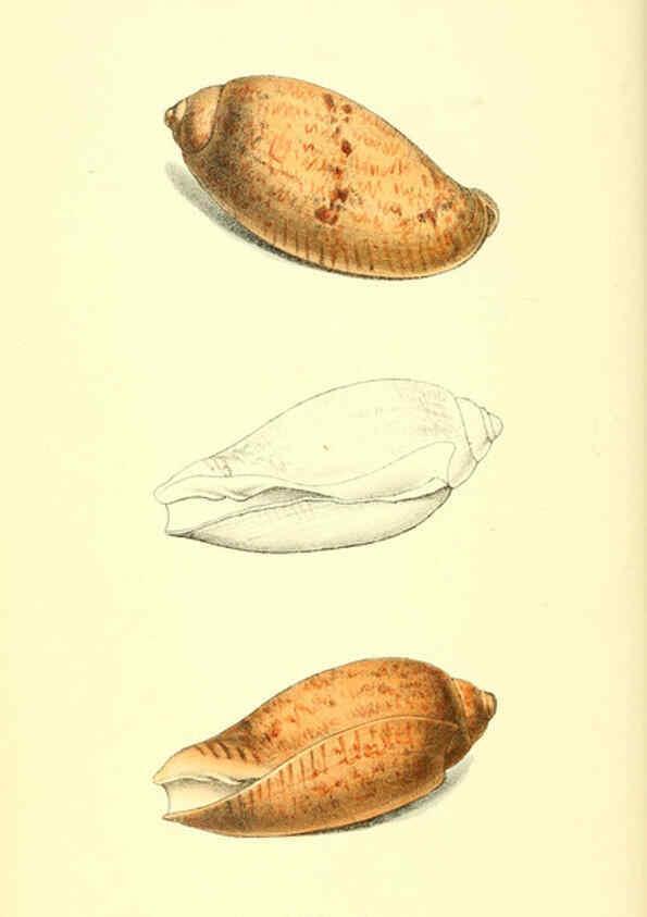 Reproducción/Reproduction 6198174788: Zoological illustrations v.1. London :Baldwin & Cradock,1829-1833