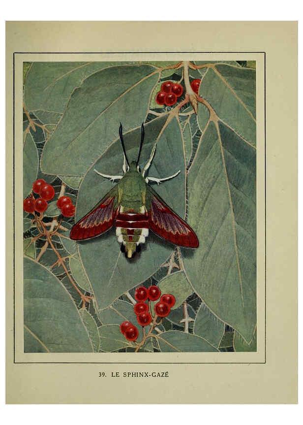 Reproducción/Reproduction 6197414227: Les papillons dans la nature Neuchâtel ;Éditions Delachaux and Niestlé, s.a., 1934