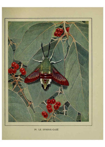 Reproducción/Reproduction 6197414227: Les papillons dans la nature Neuchâtel ;Éditions Delachaux and Niestlé, s.a., 1934