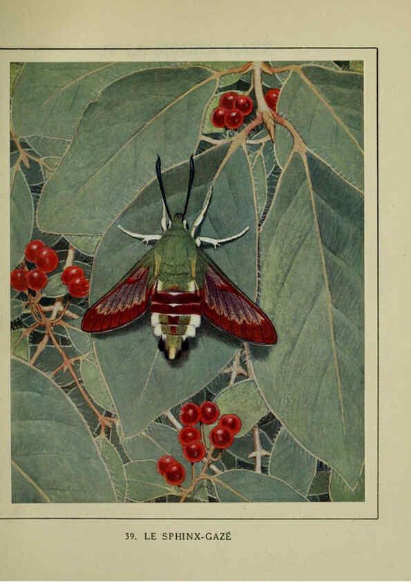 Reproducción/Reproduction 6197414227: Les papillons dans la nature Neuchâtel ;Éditions Delachaux and Niestlé, s.a., 1934