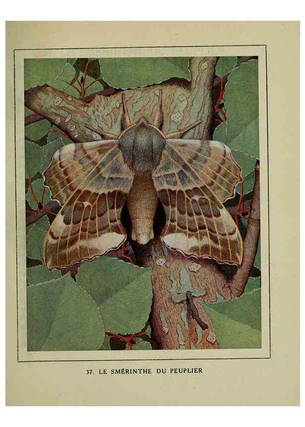 Reproducción/Reproduction 6197933498: Les papillons dans la nature Neuchâtel ;Éditions Delachaux and Niestlé, s.a., 1934