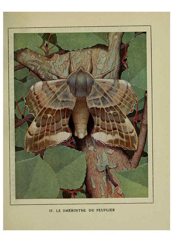Reproducción/Reproduction 6197933498: Les papillons dans la nature Neuchâtel ;Éditions Delachaux and Niestlé, s.a., 1934