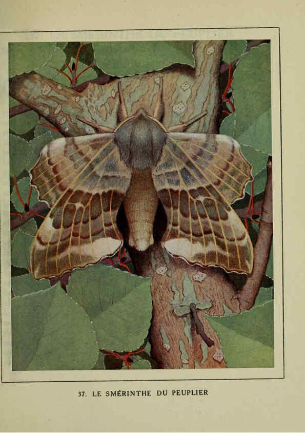 Reproducción/Reproduction 6197933498: Les papillons dans la nature Neuchâtel ;Éditions Delachaux and Niestlé, s.a., 1934