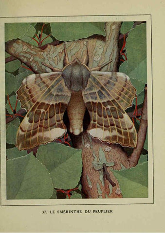 Reproducción/Reproduction 6197933498: Les papillons dans la nature Neuchâtel ;Éditions Delachaux and Niestlé, s.a., 1934