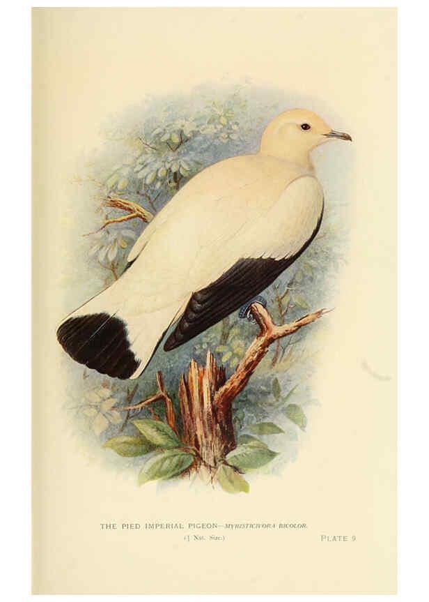 Reproducción/Reproduction 6197895454: Indian pigeons and doves London,Witherby & Co.,1913