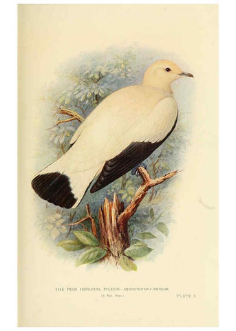 Reproducción/Reproduction 6197895454: Indian pigeons and doves London,Witherby & Co.,1913