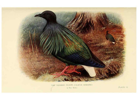 Reproducción/Reproduction 6197895670: Indian pigeons and doves London,Witherby & Co.,1913
