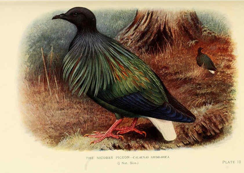 Reproducción/Reproduction 6197895670: Indian pigeons and doves London,Witherby & Co.,1913