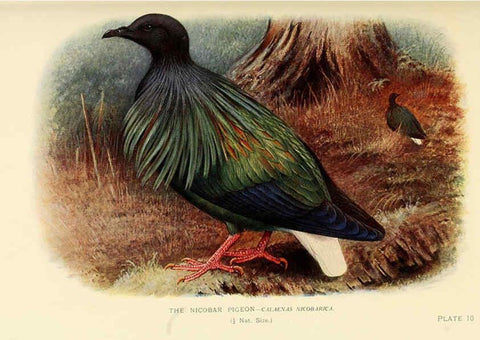 Reproducción/Reproduction 6197895670: Indian pigeons and doves London,Witherby & Co.,1913