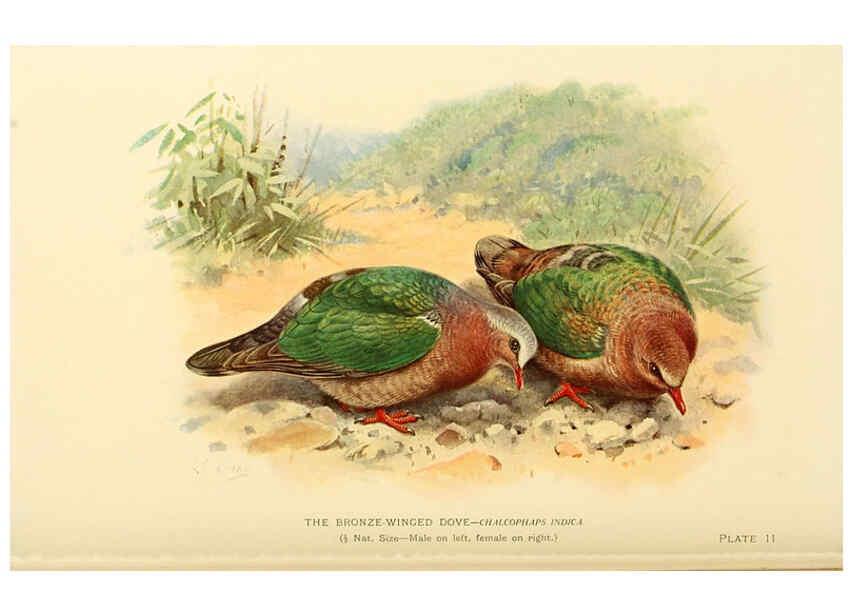 Reproducción/Reproduction 6197895842: Indian pigeons and doves London,Witherby & Co.,1913