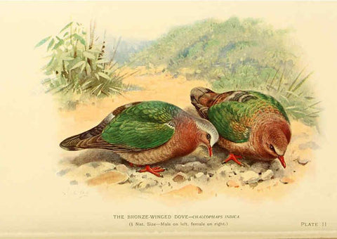Reproducción/Reproduction 6197895842: Indian pigeons and doves London,Witherby & Co.,1913