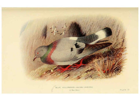 Reproducción/Reproduction 6197895992: Indian pigeons and doves London,Witherby & Co.,1913