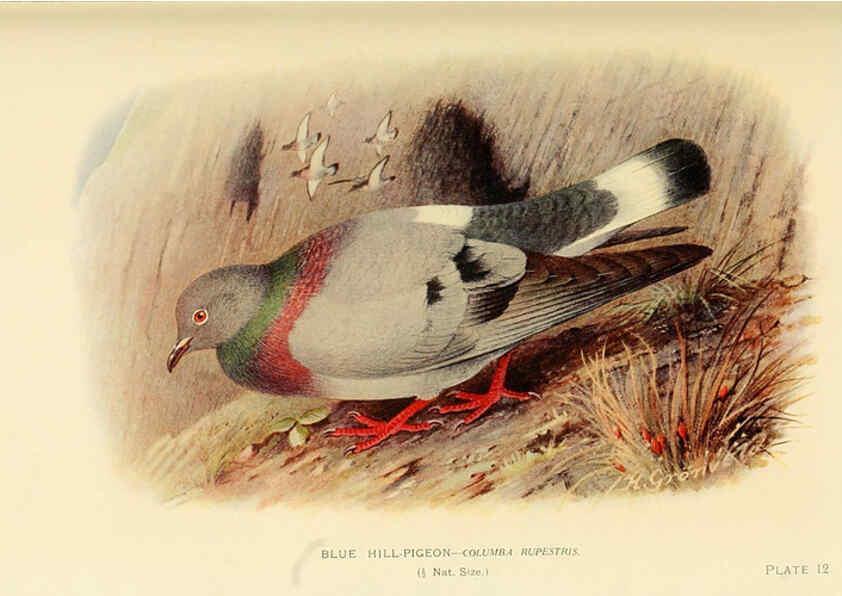 Reproducción/Reproduction 6197895992: Indian pigeons and doves London,Witherby & Co.,1913