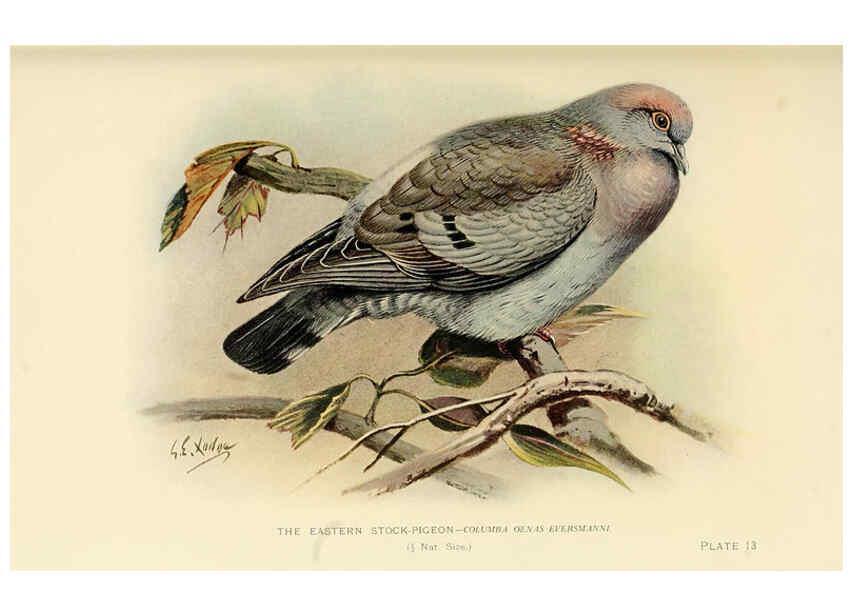 Reproducción/Reproduction 6197376567: Indian pigeons and doves London,Witherby & Co.,1913