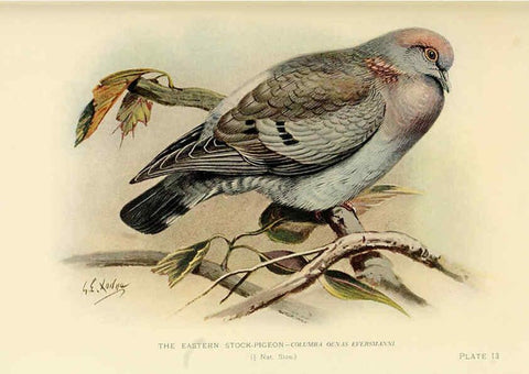 Reproducción/Reproduction 6197376567: Indian pigeons and doves London,Witherby & Co.,1913