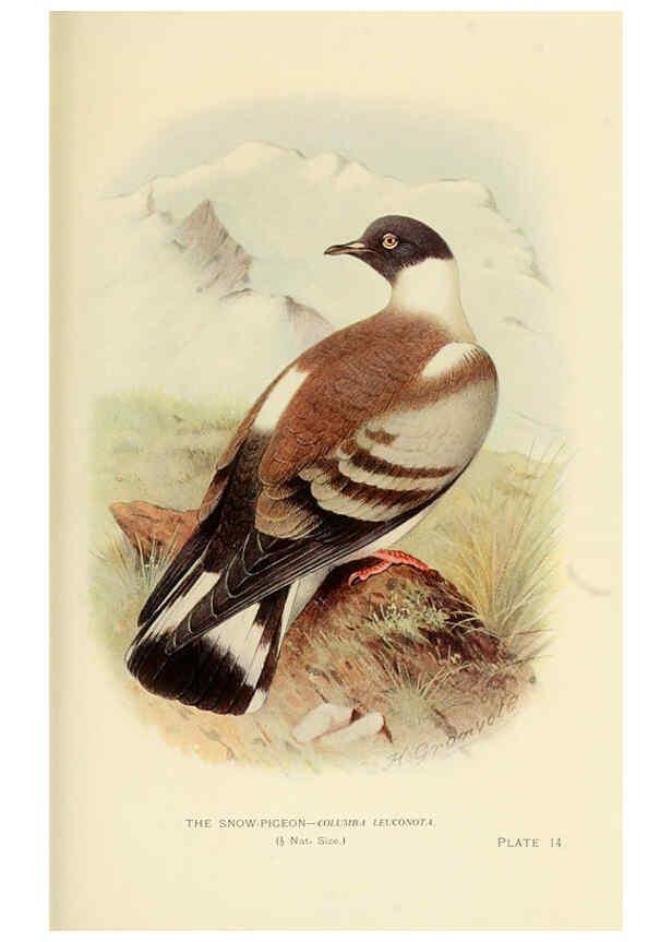 Reproducción/Reproduction 6197376715: Indian pigeons and doves London,Witherby & Co.,1913
