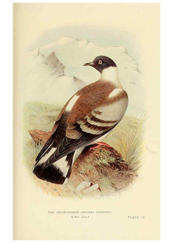 Reproducción/Reproduction 6197376715: Indian pigeons and doves London,Witherby & Co.,1913