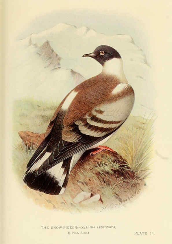 Reproducción/Reproduction 6197376715: Indian pigeons and doves London,Witherby & Co.,1913