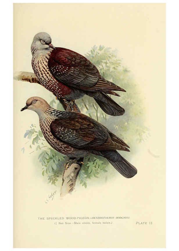 Reproducción/Reproduction 6197376939: Indian pigeons and doves London,Witherby & Co.,1913