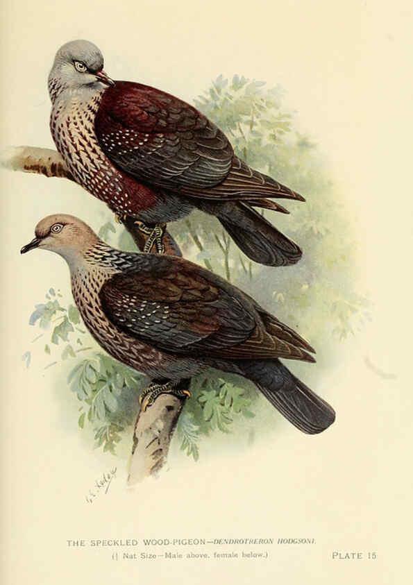 Reproducción/Reproduction 6197376939: Indian pigeons and doves London,Witherby & Co.,1913