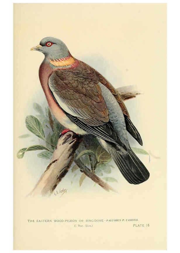 Reproducción/Reproduction 6197896746: Indian pigeons and doves London,Witherby & Co.,1913