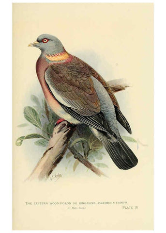Reproducción/Reproduction 6197896746: Indian pigeons and doves London,Witherby & Co.,1913