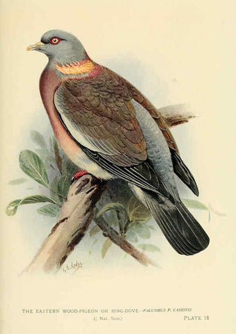 Reproducción/Reproduction 6197896746: Indian pigeons and doves London,Witherby & Co.,1913