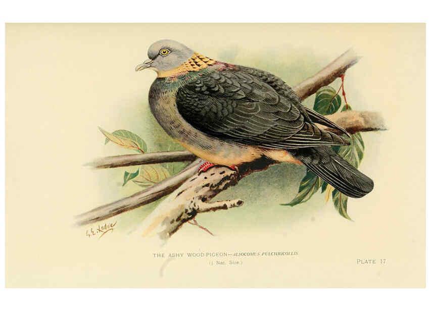 Reproducción/Reproduction 6197377223: Indian pigeons and doves London,Witherby & Co.,1913