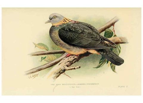 Reproducción/Reproduction 6197377223: Indian pigeons and doves London,Witherby & Co.,1913