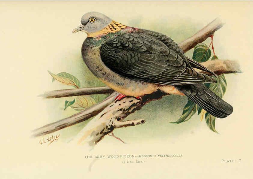 Reproducción/Reproduction 6197377223: Indian pigeons and doves London,Witherby & Co.,1913