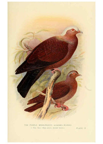 Reproducción/Reproduction 6197377387: Indian pigeons and doves London,Witherby & Co.,1913