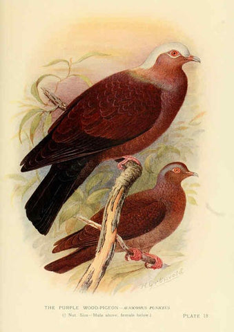 Reproducción/Reproduction 6197377387: Indian pigeons and doves London,Witherby & Co.,1913