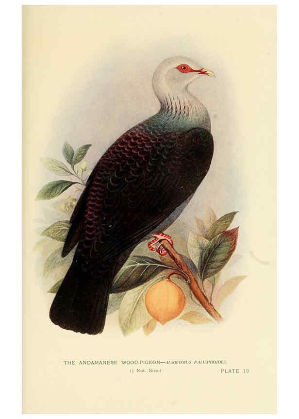 Reproducción/Reproduction 6197377531: Indian pigeons and doves London,Witherby & Co.,1913